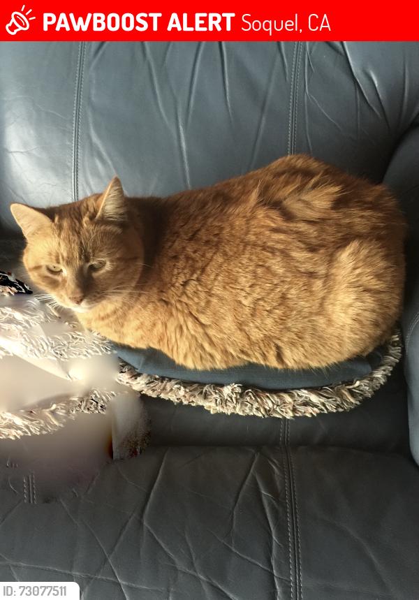 Lost Female Cat last seen Hidden Valley Road and Ponza Lane, Soquel, Soquel, CA 95073