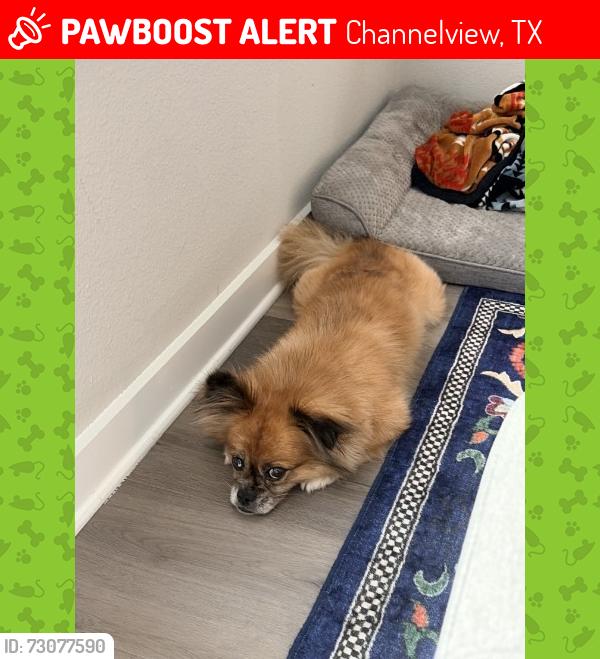 Lost Male Dog last seen Dell dale and Rancho Plata, Channelview, TX 77530