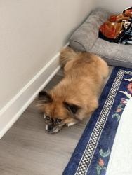 Lost Male Dog last seen Dell dale and Rancho Plata, Channelview, TX 77530
