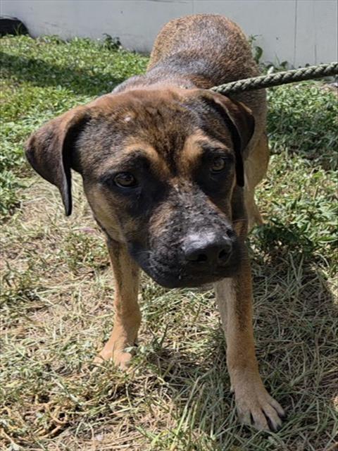 Shelter Stray Male Dog last seen Near BLOCK SW 85 TER, MIRAMAR FL 33025, 2400 SW 42nd St, Fort Lauderdale, FL 33312, USA
