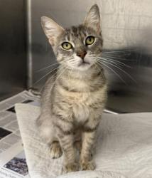 Shelter Stray Female Cat last seen , 3201 Lacy St, Los Angeles, CA 90031, USA