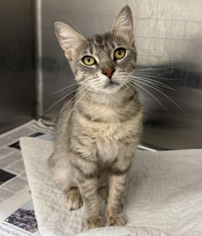 Shelter Stray Female Cat last seen , 3201 Lacy St, Los Angeles, CA 90031, USA