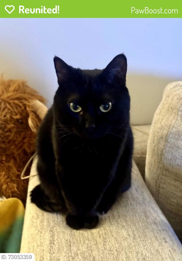 Reunited Female Cat last seen Near Holden St, Raleigh, NC 27604, USA, Raleigh, NC 27604