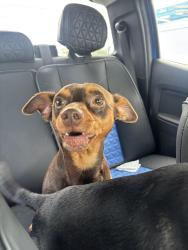 Lost Male Dog last seen Pupperz grooming and made a left on Monroe st, New Port Richey, FL 34652