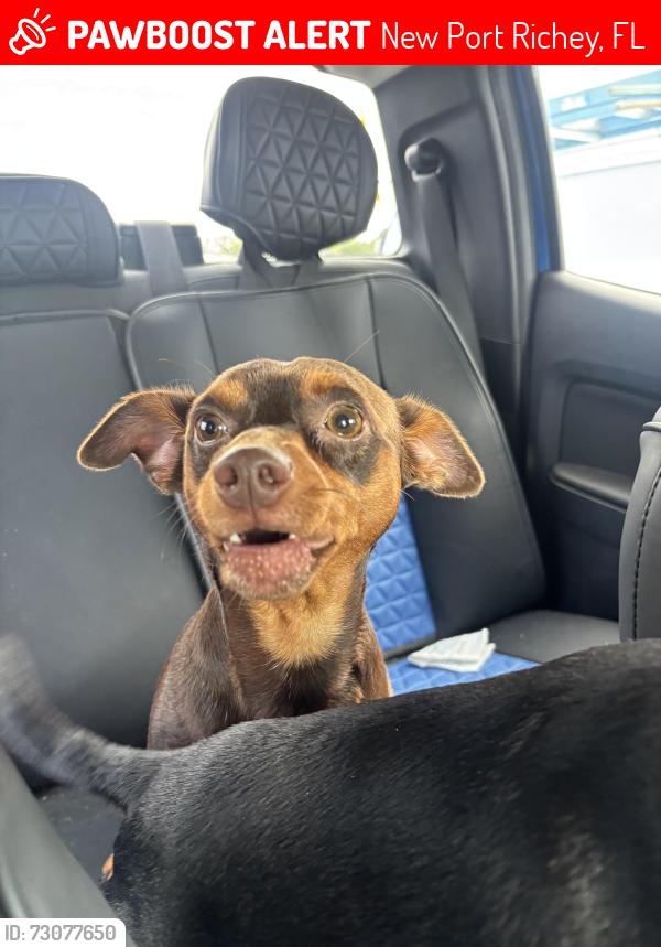 Lost Male Dog last seen Pupperz grooming and made a left on Monroe st, New Port Richey, FL 34652