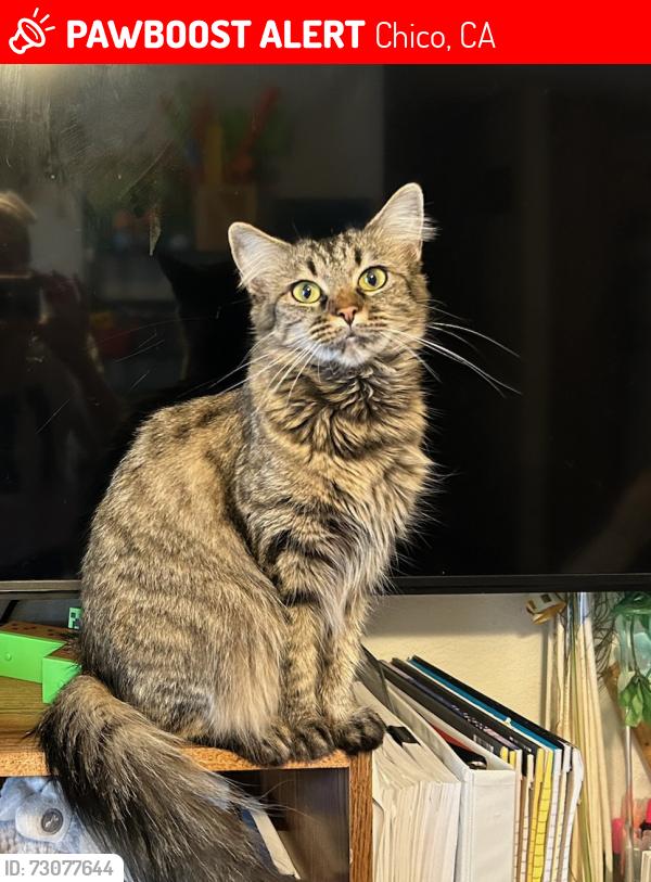 Lost Female Cat last seen Bruce and 32, Chico, CA 95928