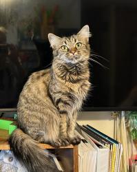 Lost Female Cat last seen Bruce and 32, Chico, CA 95928