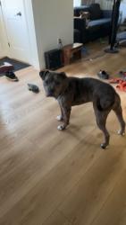 Lost Female Dog last seen Linwell and vine, St. Catharines, ON L2N 1X4