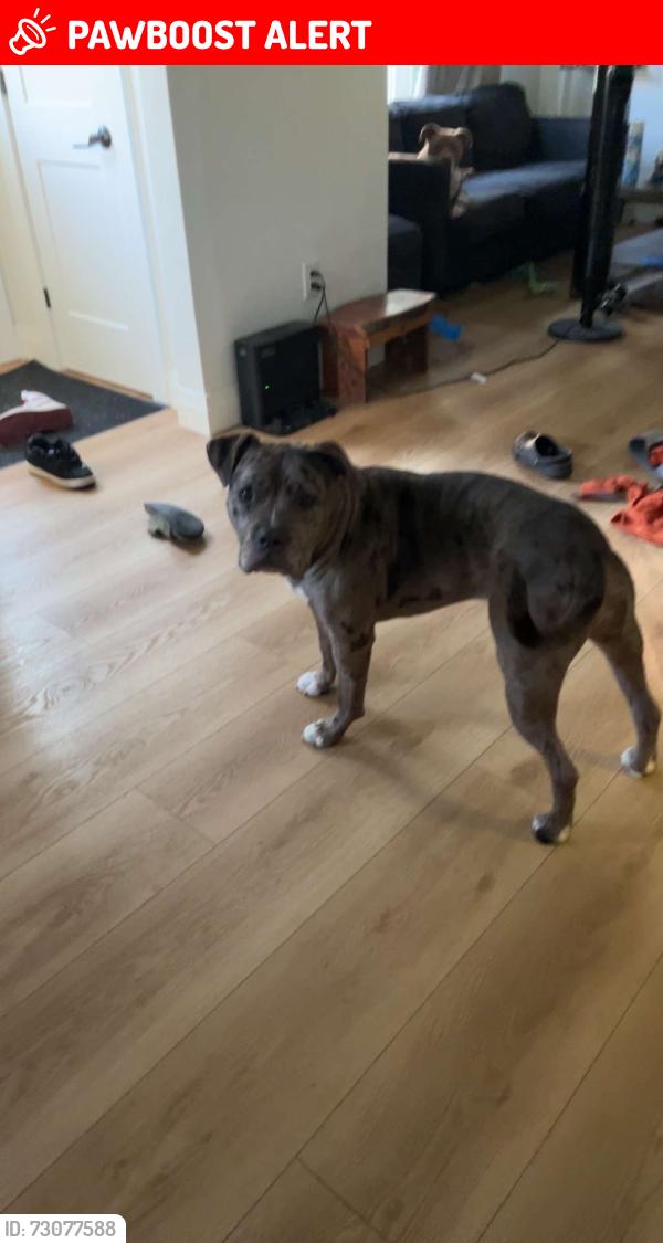 Lost Female Dog last seen Linwell and vine, St. Catharines, ON L2N 1X4