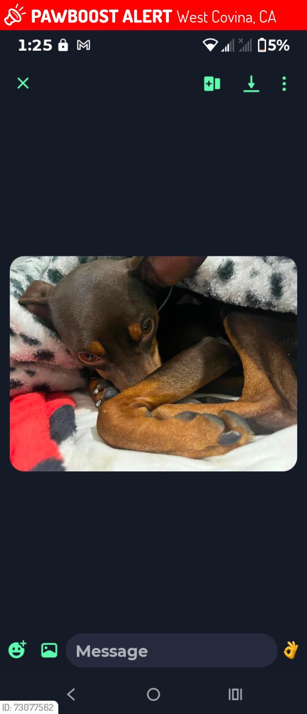 Lost Male Dog last seen Orange and, West Covina, CA 91790