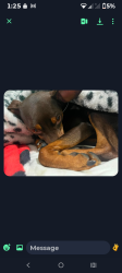 Lost Male Dog last seen Orange and, West Covina, CA 91790