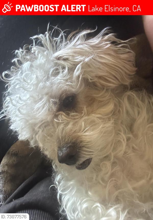 Lost Female Dog last seen Lang staff st, Lake Elsinore, CA 92530