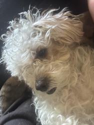 Lost Female Dog last seen Lang staff st, Lake Elsinore, CA 92530