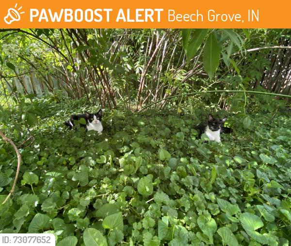 Found/Stray Female Cat last seen Bellefontaine and 3rd, Beech Grove, IN 46107