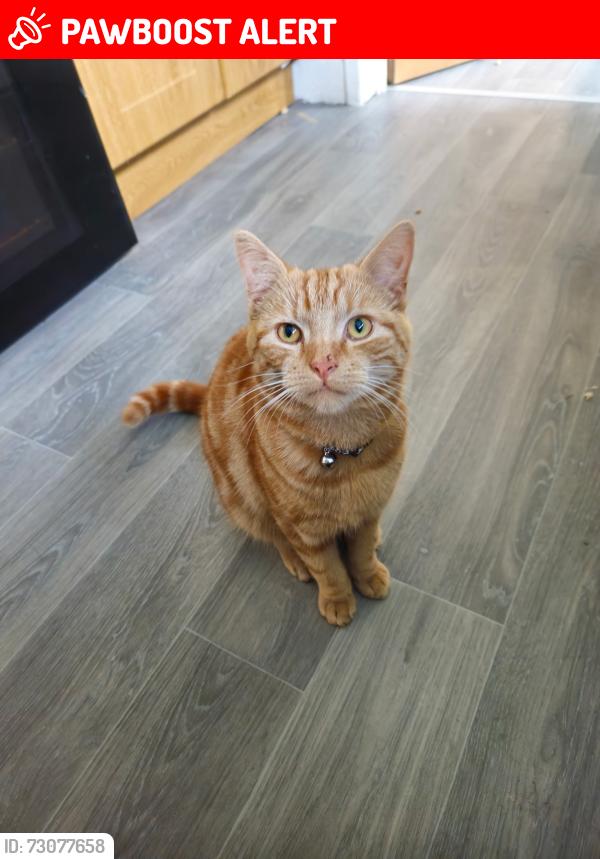 Lost Male Cat last seen Cregagh est, backgardens, Belfast, Northern Ireland 