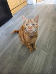 Lost Male Cat last seen Cregagh est, backgardens, Belfast, Northern Ireland 