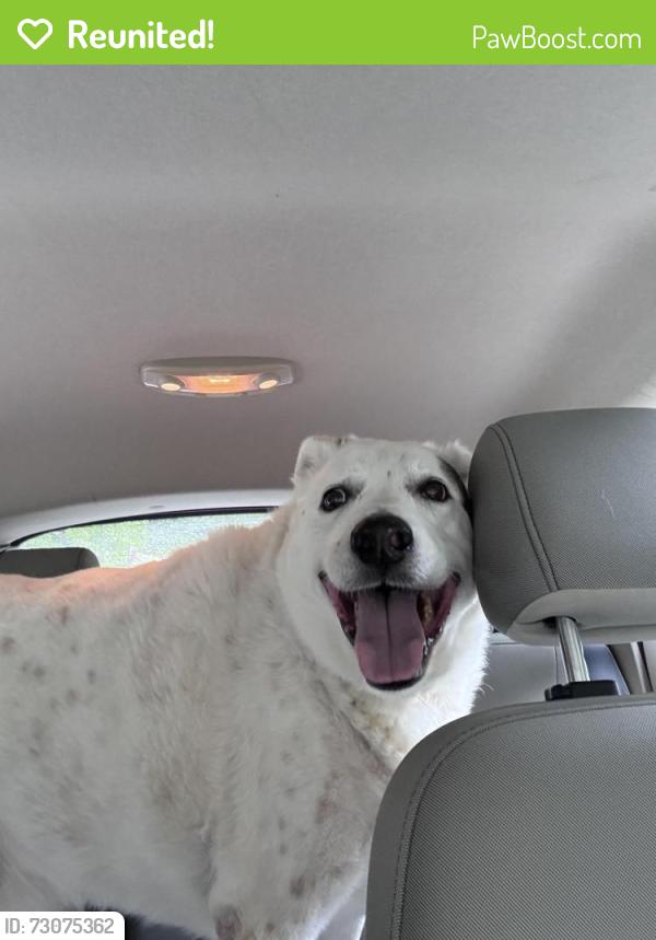 Reunited Male Dog last seen Monte Toyon , Aptos, CA 95003