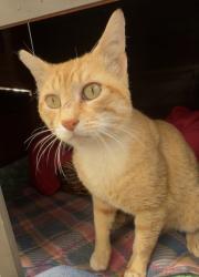 Lost Male Cat last seen Terracina and Laird Road in Loomis, CA, Loomis, CA 95650