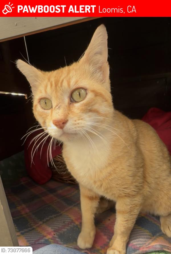 Lost Male Cat last seen Terracina and Laird Road in Loomis, CA, Loomis, CA 95650