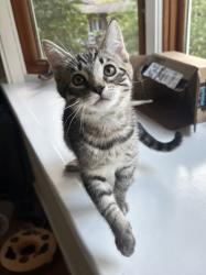 Shelter Stray Female Cat last seen 29th and San Pablo, Oakland, CA, 1101 29th Ave, Oakland, CA 94601, USA