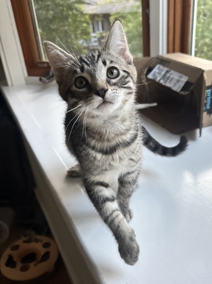 Shelter Stray Female Cat last seen 29th and San Pablo, Oakland, CA, 1101 29th Ave, Oakland, CA 94601, USA