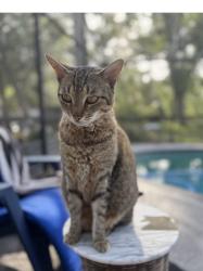 Reunited Female Cat last seen Third and central, St. Petersburg, FL 33713