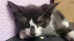 Shelter Stray Female Cat last seen Near George Dieter Dr (Dutch Bros), CITY of El Paso, TX, 5001 Fred Wilson Ave, El Paso, TX 79906, USA
