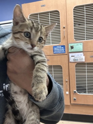 Shelter Stray Male Cat last seen Near lake Point lane, 30088, GA, 3280 Chamblee Dunwoody Rd, Chamblee, GA 30341, USA