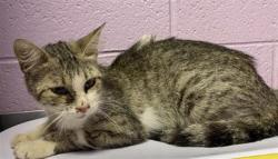 Shelter Stray Female Cat last seen Near Gifford Dr, CITY of El Paso, TX, 5001 Fred Wilson Ave, El Paso, TX 79906, USA