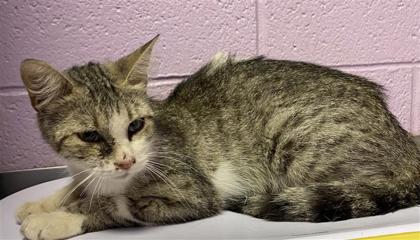 Shelter Stray Female Cat last seen Near Gifford Dr, CITY of El Paso, TX, 5001 Fred Wilson Ave, El Paso, TX 79906, USA