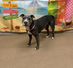 Shelter Stray Female Dog last seen Lesley Rd. 29621, Anderson County, SC, 1320 US-29, Anderson, SC 29626, USA