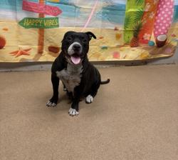Shelter Stray Female Dog last seen Near Floyd Wright Dr. 29627, Anderson County, SC, 1320 US-29, Anderson, SC 29626, USA