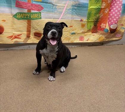 Shelter Stray Female Dog last seen Near Floyd Wright Dr. 29627, Anderson County, SC, 1320 US-29, Anderson, SC 29626, USA