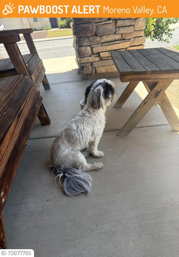 Found/Stray Female Dog last seen Brodiaea and moreno beach, Moreno Valley, CA 92555