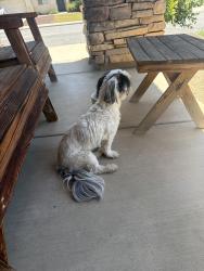 Found/Stray Female Dog last seen Brodiaea and moreno beach, Moreno Valley, CA 92555