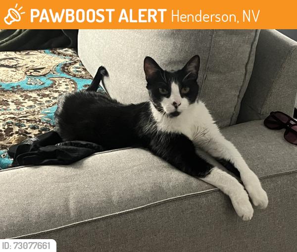 Found/Stray Unknown Cat last seen Stefanie and wigwam, Henderson, NV 89012