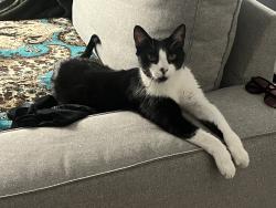 Found/Stray Unknown Cat last seen Stefanie and wigwam, Henderson, NV 89012