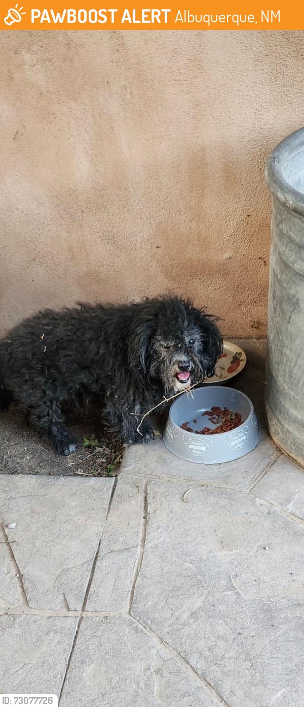 Found/Stray Unknown Dog last seen 12th and Candelaria, Albuquerque, NM 87107
