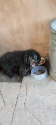 Found/Stray Unknown Dog last seen 12th and Candelaria, Albuquerque, NM 87107