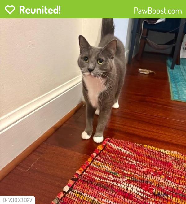 Reunited Female Cat last seen California and 18th St NW, Washington, DC 20009
