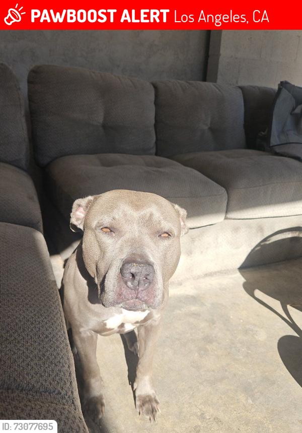Lost Female Dog last seen Blinn and PCH, Los Angeles, CA 90744