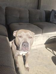 Lost Female Dog last seen Blinn and PCH, Los Angeles, CA 90744