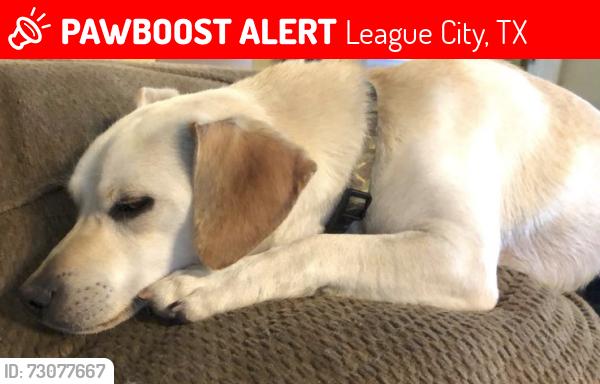 Lost Male Dog last seen Calder Dr near the Swimming Pool for Pointe West, League City, TX 77539