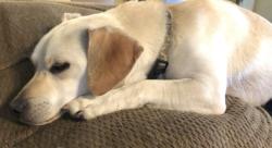 Lost Male Dog last seen Calder Dr near the Swimming Pool for Pointe West, League City, TX 77539