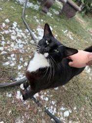 Found/Stray Male Cat last seen Fairfield st & calvados ave, Sacramento, CA 95815