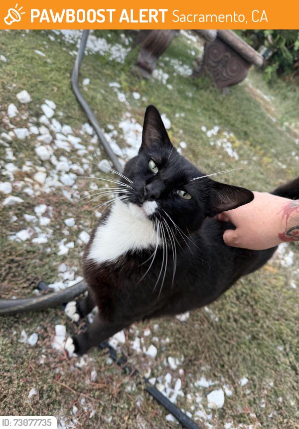 Found/Stray Male Cat last seen Fairfield st & calvados ave, Sacramento, CA 95815