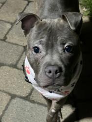 Shelter Stray Male Dog last seen Near Bartholdi Street, BRONX, NY, 10467, 326 E 110th St, New York, NY 10029, USA