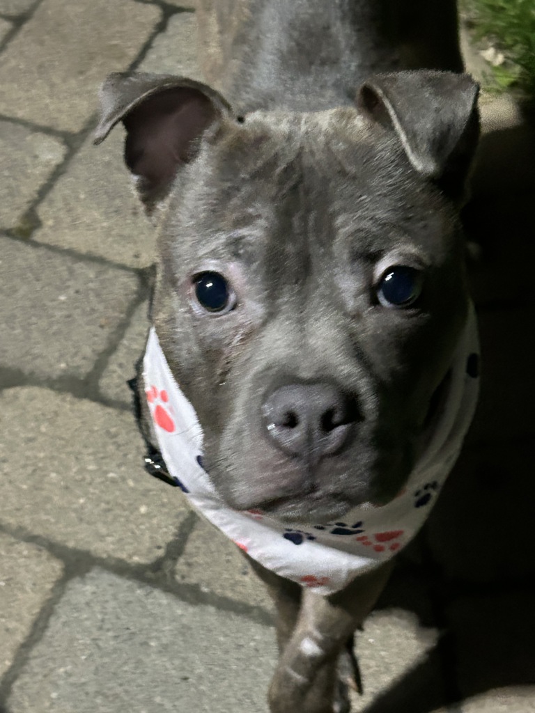 Shelter Stray Male Dog last seen Near Bartholdi Street, BRONX, NY, 10467, 326 E 110th St, New York, NY 10029, USA