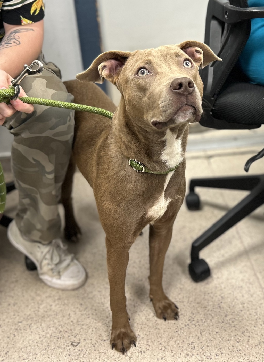 Shelter Stray Female Dog last seen Near Ryer Avenue, BRONX, NY, 10457, 326 E 110th St, New York, NY 10029, USA