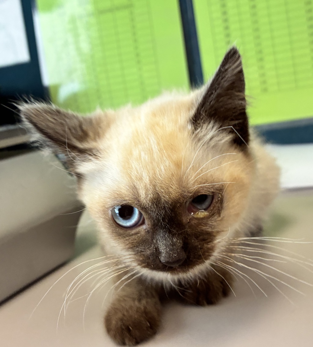 Shelter Stray Female Cat last seen Near S 4520 W, Kearns Township, UT, 84118, 511 W 3900 S, Salt Lake City, UT 84123, USA